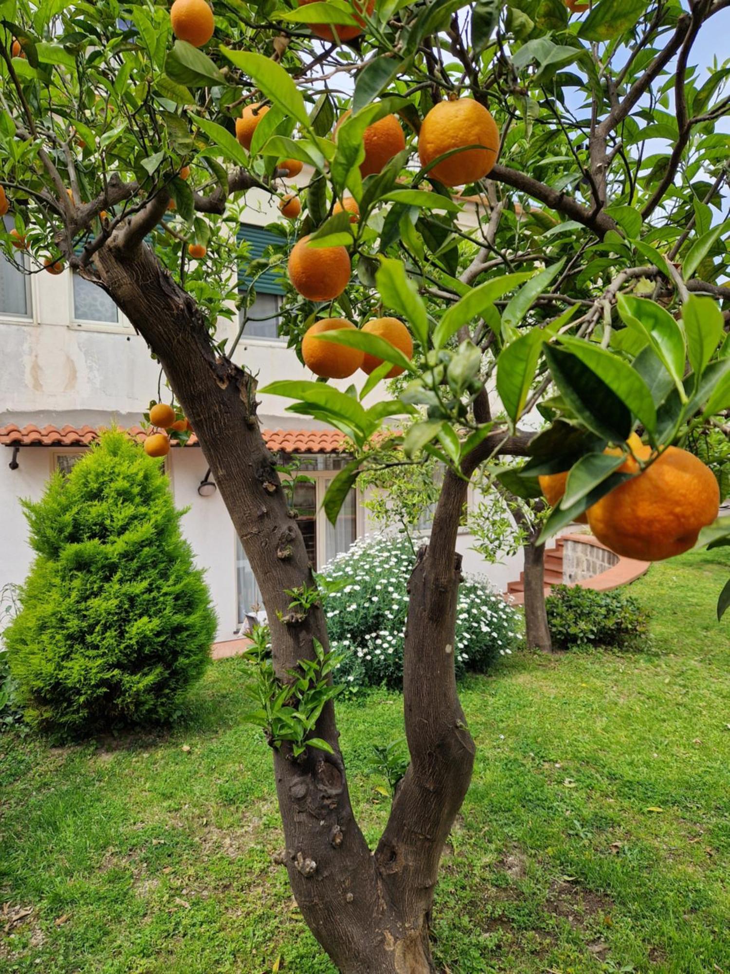 Il Giardino Dei Gigli Meta Exterior foto